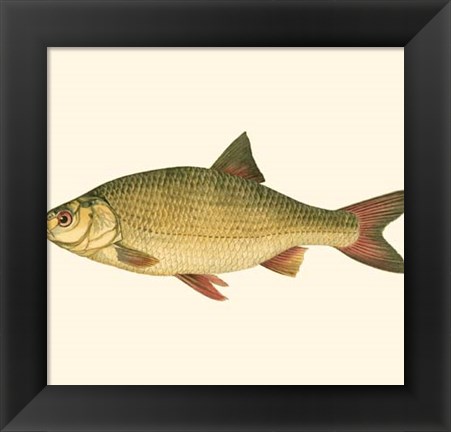 Framed Small Antique Fish II Print