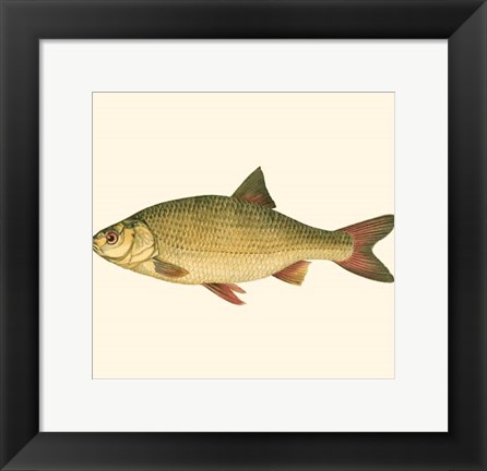 Framed Small Antique Fish II Print