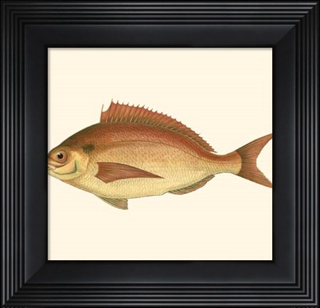 Framed Small Antique Fish III Print