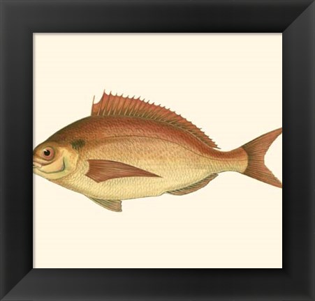 Framed Small Antique Fish III Print