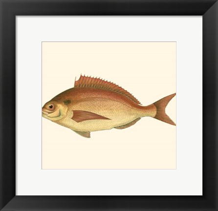 Framed Small Antique Fish III Print