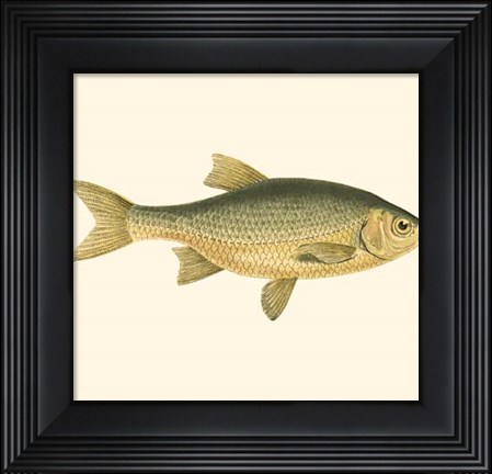 Framed Small Antique Fish IV Print