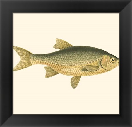 Framed Small Antique Fish IV Print