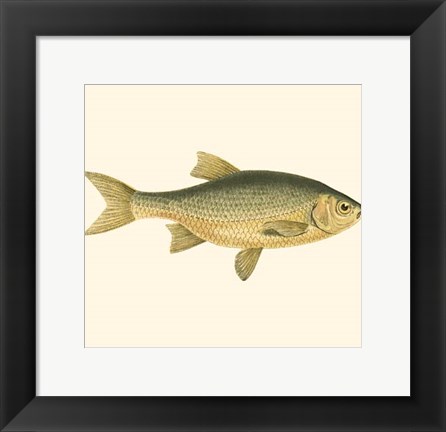 Framed Small Antique Fish IV Print