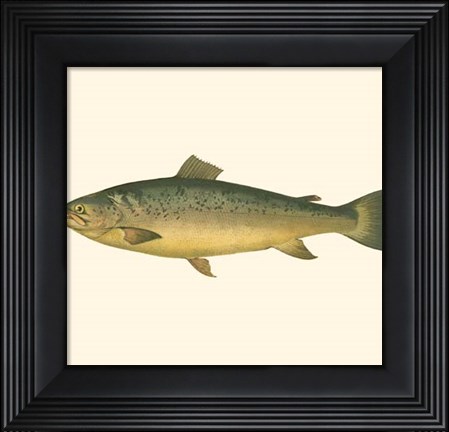 Framed Small Antique Fish V Print