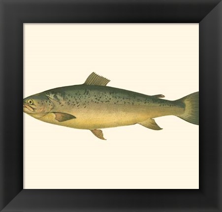 Framed Small Antique Fish V Print