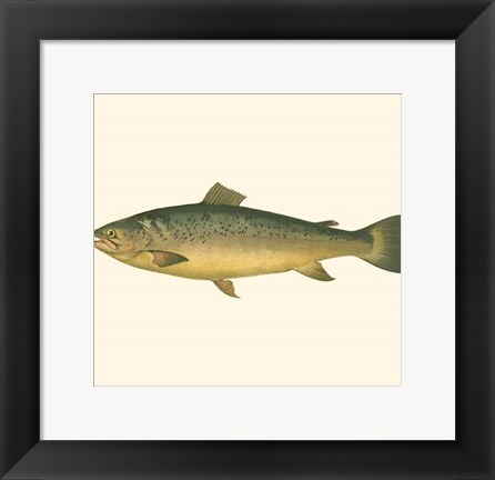 Framed Small Antique Fish V Print