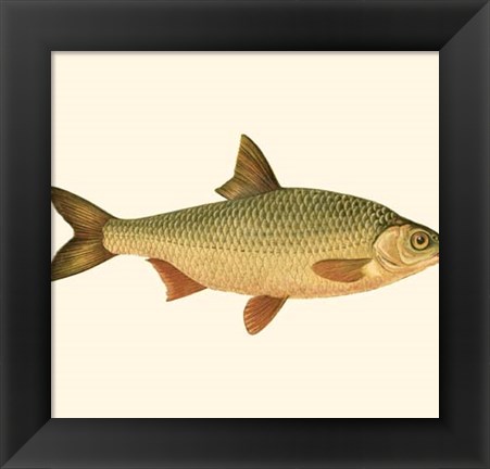 Framed Small Antique Fish VI Print