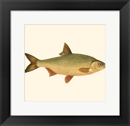 Framed Small Antique Fish VI Print