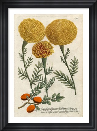 Framed Marigold Magic I Print