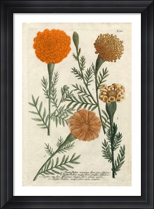 Framed Marigold Magic II Print