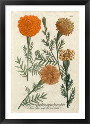 Framed Marigold Magic II Print