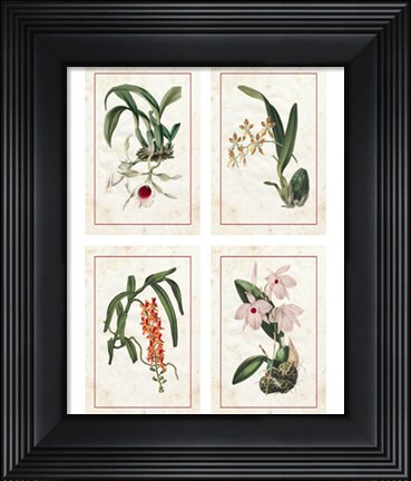 Framed Mini Orchids Print