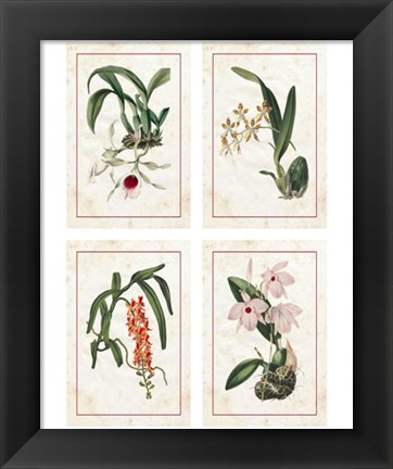 Framed Mini Orchids Print