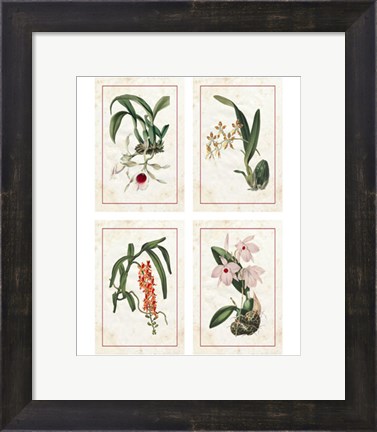 Framed Mini Orchids Print