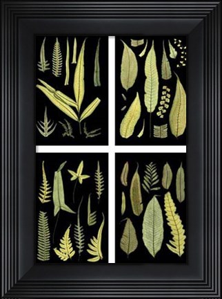 Framed Mini Ferns on Black Print