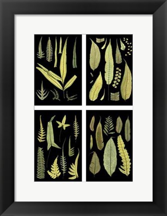 Framed Mini Ferns on Black Print