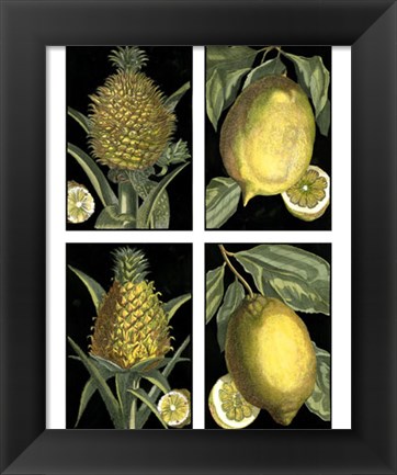 Framed Miniature Fruit Print