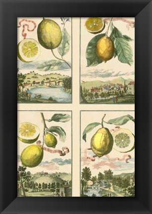 Framed Miniature Lemons Print