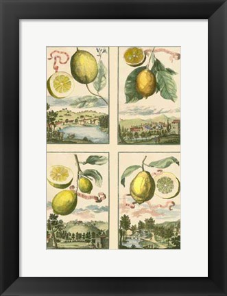 Framed Miniature Lemons Print