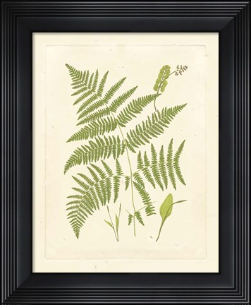 Framed Ferns with Platemark I Print