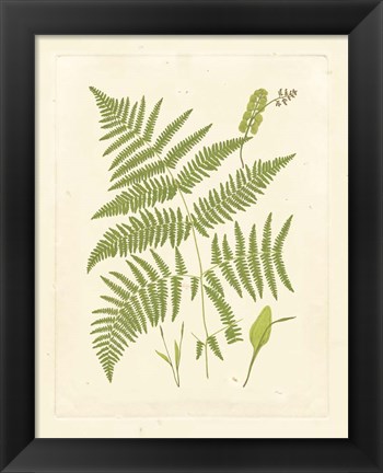 Framed Ferns with Platemark I Print