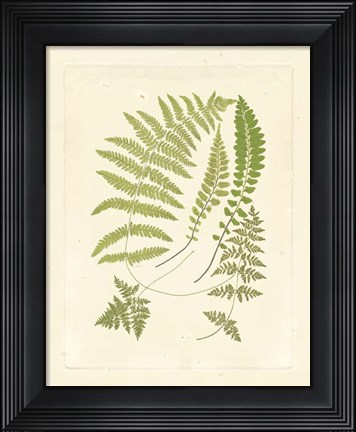 Framed Ferns with Platemark II Print