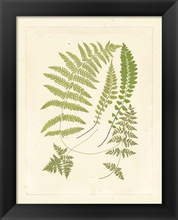 Framed Ferns with Platemark II Print