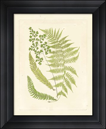 Framed Ferns with Platemark III Print