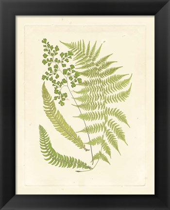 Framed Ferns with Platemark III Print