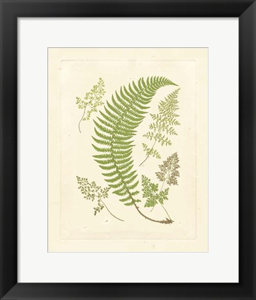 Framed Ferns with Platemark IV Print