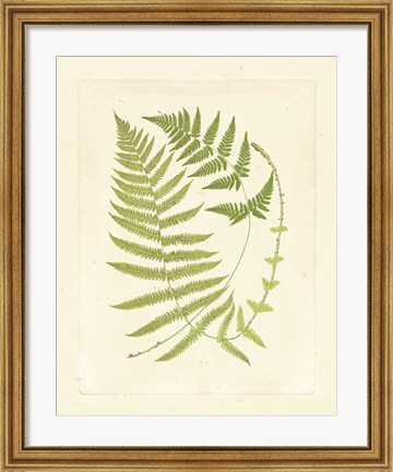 Framed Ferns with Platemark V Print