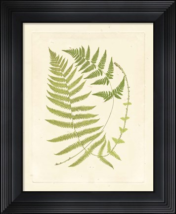 Framed Ferns with Platemark V Print