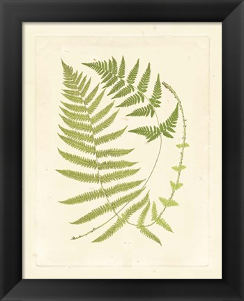 Framed Ferns with Platemark V Print