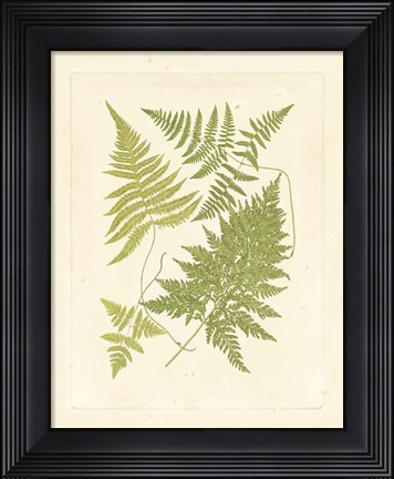 Framed Ferns with Platemark VI Print