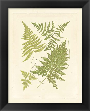 Framed Ferns with Platemark VI Print