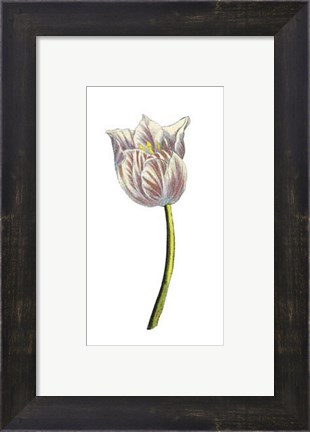 Framed Tulip Time II Print