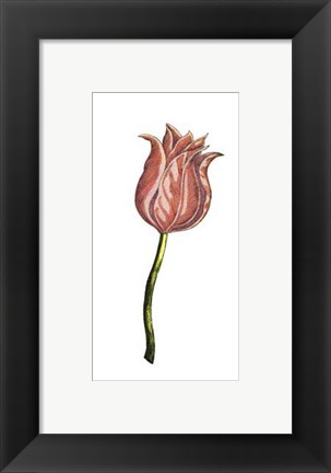 Framed Tulip Time IV Print