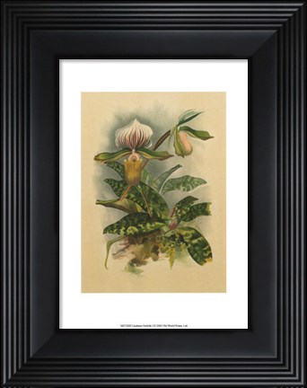 Framed Lindenia Orchids I Print