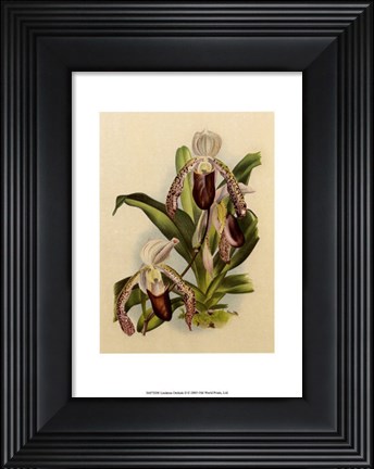 Framed Lindenia Orchids II Print