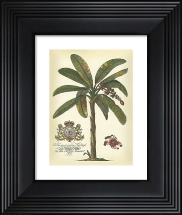 Framed Palm and Crest II Print
