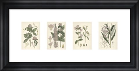 Framed Pink Botanicals Print