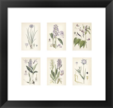 Framed Purple Botanicals Print