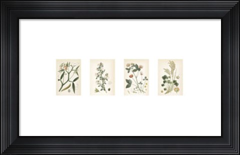 Framed Coral Botanicals Print