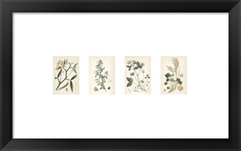 Framed Coral Botanicals Print
