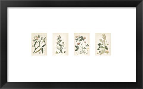 Framed Coral Botanicals Print