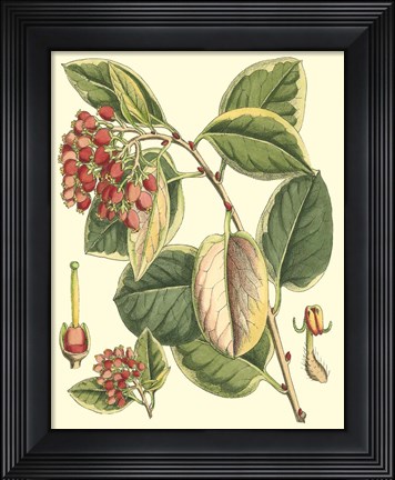 Framed Botanical Fantasy IV Print