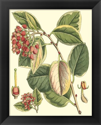 Framed Botanical Fantasy IV Print