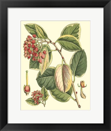 Framed Botanical Fantasy IV Print