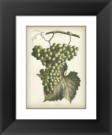 Framed Green Grapes II Print